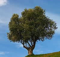Olivares Riojanas